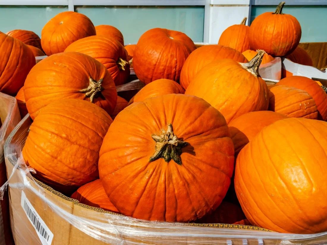 How to Pick the Perfect Pumpkin